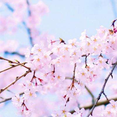 澳门天天免费资料大全下载app下载